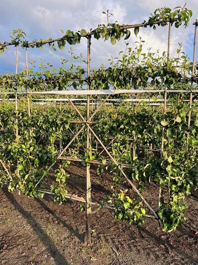 Pyrus communis 'Alexander Lucas' / Birne 'Alexander Lucas' Boden-Spalier, Spalierbaum am Gestell mit grünen Blättern und Früchten.