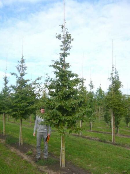 Parrotia persica, Eisenholzbaum, Parrotie Hochstamm 25–30 StU mit Drahtballen, junger Baum im Feld in Reihe.