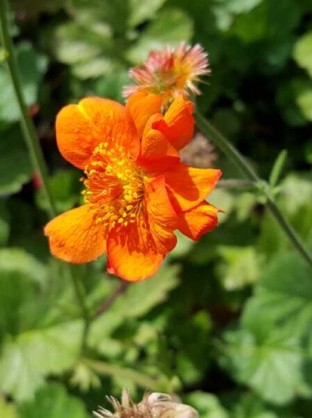 Garten-Nelkenwurz 'Dolly North' / Geum chiloense 'Dolly North'