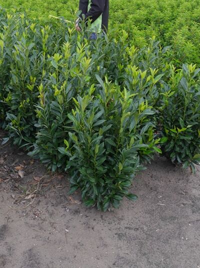 Prunus laurocerasus 'Elly' / Kirschlorbeer 'Elly' 80-100 cm m. B., kompakter immergrüner Strauch mit glänzend grünen Blättern
