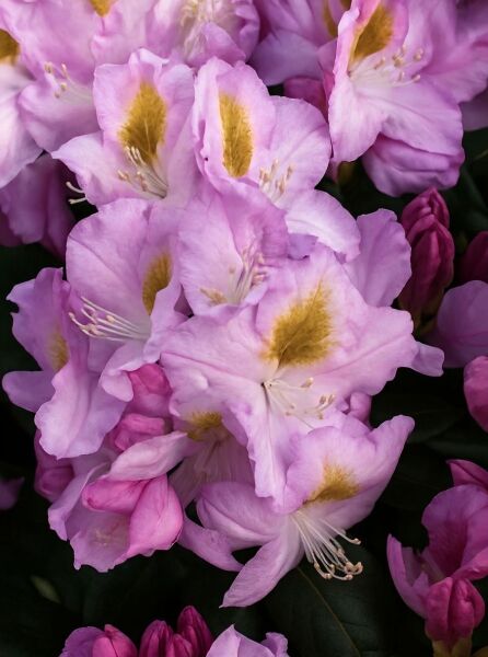Rhododendron 'INKARHO Puccini' / Rhododendron 'INKARHO Puccini'