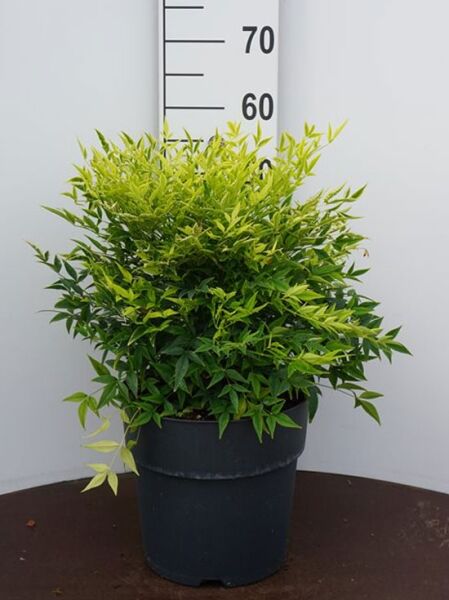 Nandina domestica 'Magical Lemon and Lime'®, Heiliger Bambus/Himmelsbambus, 30–40 cm, C10, im Topf mit gelbgrünem Laub