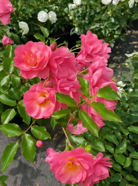 Rosa 'Maxi Vita'® (Bodendeckerrose 'Maxi Vita'®) mit pinkfarbenen, halbgefüllten Blüten und grünem Laub am Trieb.