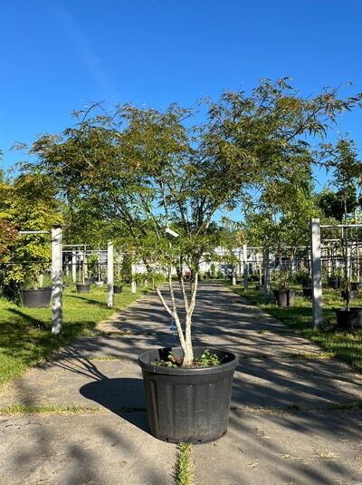 Japanischer Fächer-Ahorn 250-300 cm / Acer palmatum 'Scolopendrifolium' (874290)