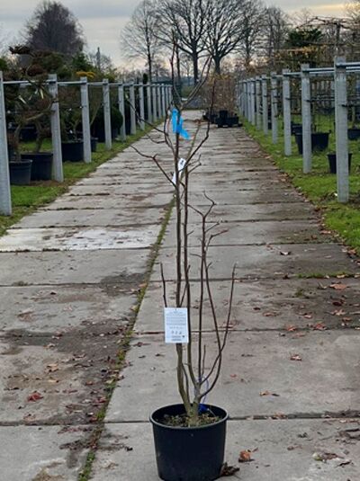Tulpenmagnolie Magnolia ‘Emperor‘ 150-175 cm C20, junger mehrtriebiger Strauch im Container mit Etikett