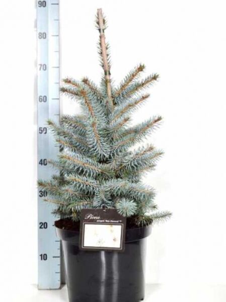 Picea pungens 'Blue Diamond' / Kegel-Blaufichte