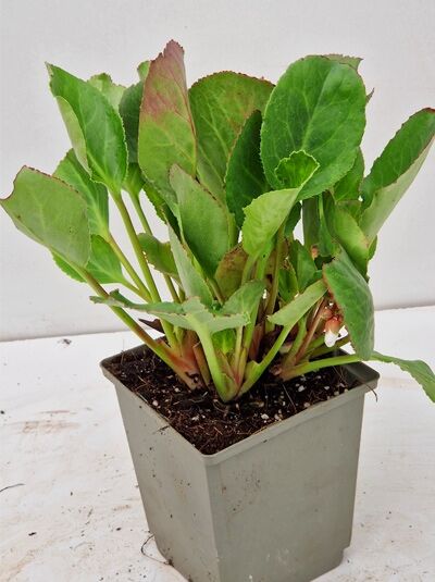 Garten-Bergenie Bergenia cordifolia 'Baby Doll' im Topf P9, kompakte Staude mit grünen, rundlichen Blättern und rötlichen Stielen.