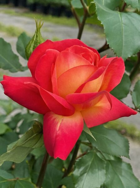 Rosa 'Midsummer' / Beetrose 'Midsummer' mit rot-orangefarbener Blüte am Trieb, grüne Blätter und Knospe sichtbar