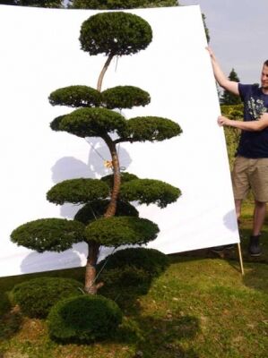 zimmerpalme goldfruchtpalme Areca Zimmerpflanze - Goldfruchtpalme Ø:17 H:65 cm