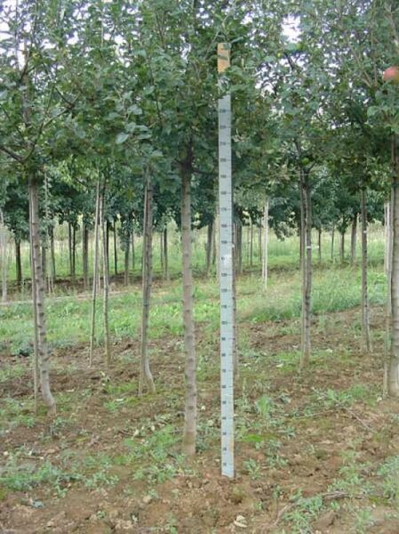 Apfelbaum Malus domestica 'James Grieve' Hochstamm, Stamm gerade mit Stützpfahl und Messlatte im Bestand.