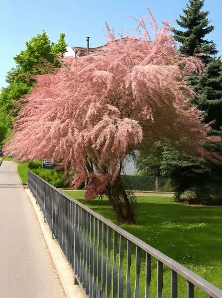 Tamarix parviflora (Frühlings-Tamariske) als Baum mit hängenden Zweigen und rosafarbenen Blütenrispen