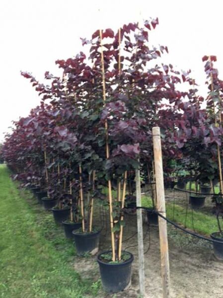 Cercis canadensis 'Forest Pansy' / Amerikanischer Judasbaum 'Forest Pansy' mehrstämmig