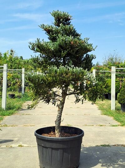 Korea-Tanne ’Silberlocke’ 200 - 225 cm - Abies koreana 'Silberlocke' (1567222)