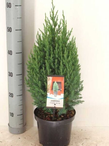Juniperus chinensis 'Stricta' (Chinesischer Wacholder) im schwarzen C3-Topf, kegeliger Wuchs, ca. 40–50 cm hoch.