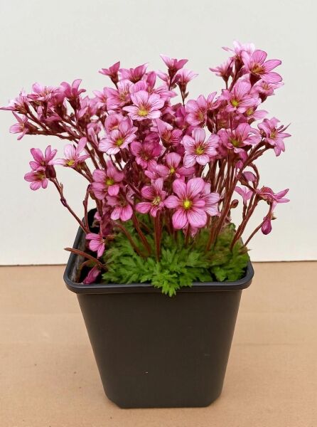 Saxifraga arendsii 'Pixi Pan Appleblossum' – Moos-Steinbrech 'Pixi Pan Appleblossum' im Topf mit rosa Blüten, P9