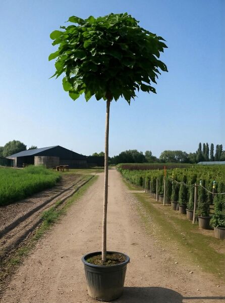 Kugel-Trompetenbaum (Catalpa bignonioides 'Nana') 225 cm Stamm 12-14 StU im Container, Hochstamm mit runder Krone und grünen Blättern