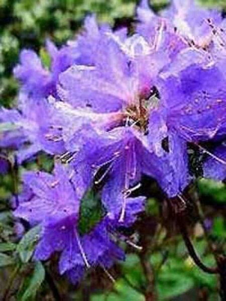 Zwergrhododendron 'Gletschernacht' / Rhododendron russatum 'Gletschernacht'