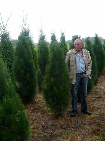 Pinus nigra 'Green Tower' / Säulen-Schwarzkiefer