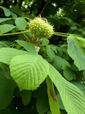 Edel-Kastanie / Ess-Kastanie / Marone - Castanea sativa - Baumschule  NewGarden