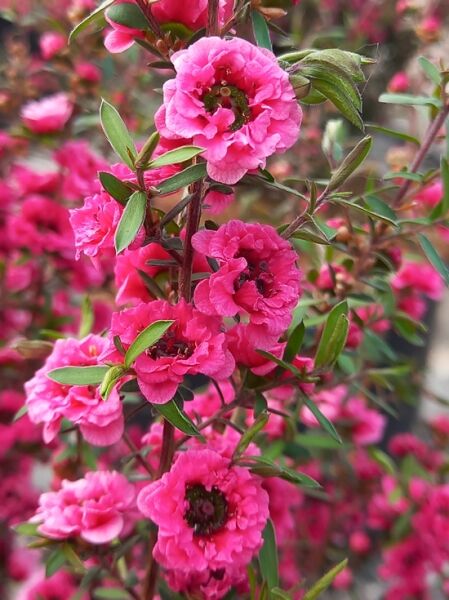 Südseemyrte 'Red Damask' / Manuka / Leptospermum scop. ‘Red Damask'