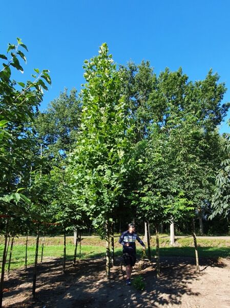 Rot-Ahorn Acer rubrum 'Scanlon' Hochstamm 20-25 StU, aufrecht wachsender Baum mit grünem Laub in der Baumschule