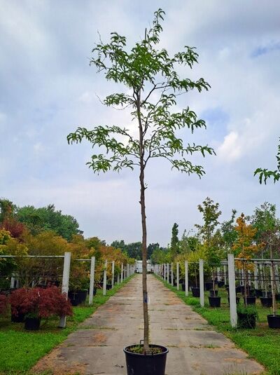 Säulen-Gleditschie / Glegitschie 'Draves' ® - Gleditsia triacanthos 'Draves' ® (874352)