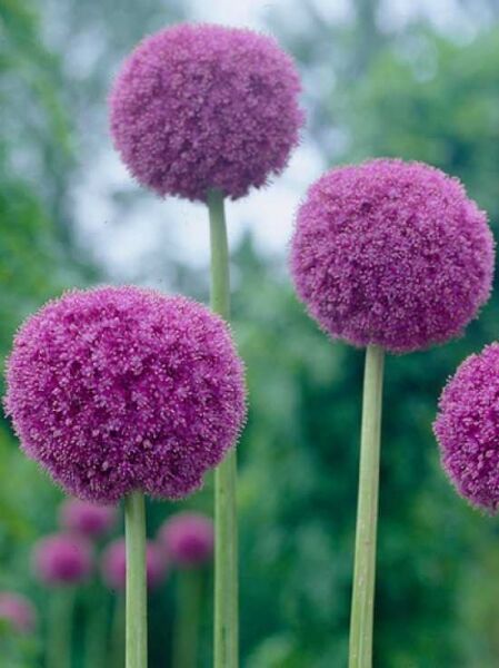 Riesen-Lauch / Allium giganteum