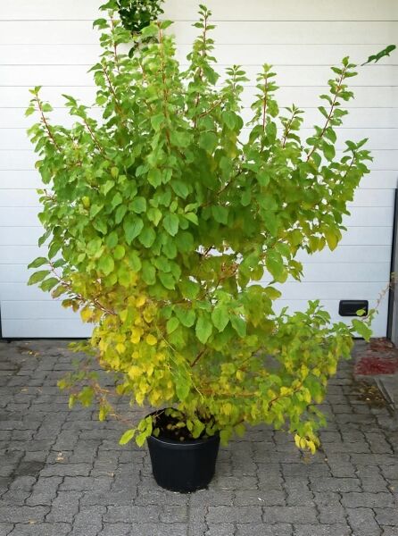 Roter Hartriegel Cornus sanguinea 'Midwinter Fire' 125-150 cm C20, mehrtriebiger Strauch im schwarzen Containertopf mit grünem Laub.