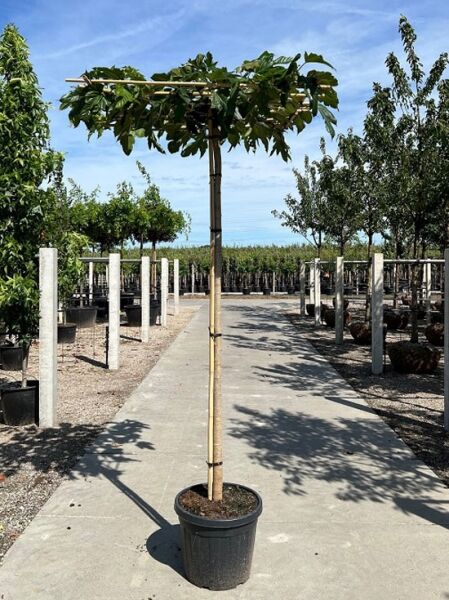 Morus alba 'Fruitless' Dachspalier, Weißer Maulbeerbaum 'Fruitless' im Container mit Hochstamm und flacher Kronenform