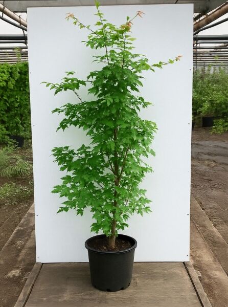 Acer griseum (Zimt-Ahorn) 150-175 cm C20, mehrstämmiger Ahorn im schwarzen Pflanzcontainer mit grünem Laub.