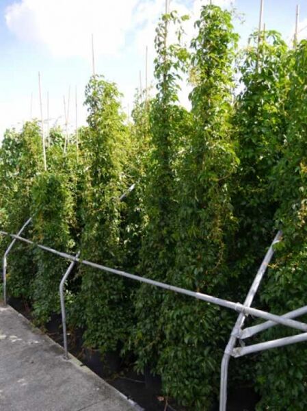 Parthenocissus quinquefolia 'Engelmannii', Selbstklimmender Mauerwein 'Engelmannii', Kletterpflanze 250–300 cm im Container C12