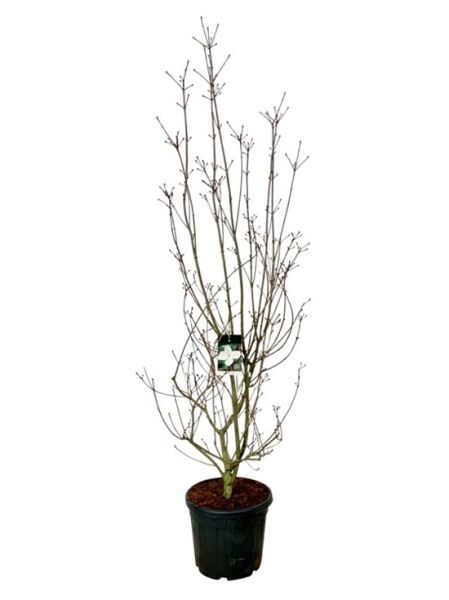 Japanischer Blumen-Hartriegel 'Venus'® / Blumen-Hartriegel 'Venus'® / Cornus 'Venus'®