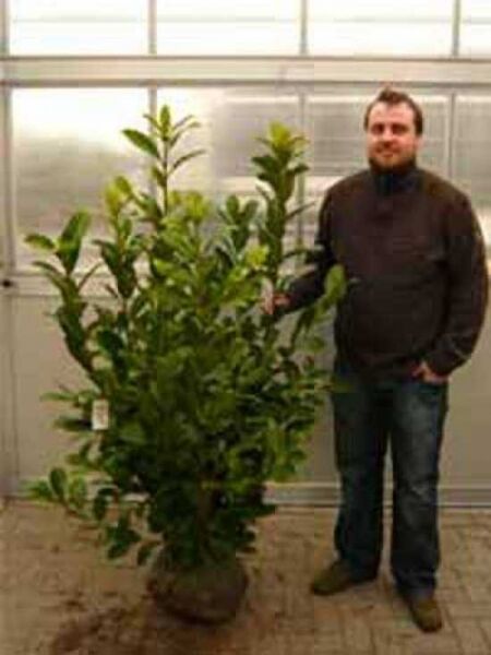 Prunus laurocerasus 'Rotundifolia' / Kirschlorbeer 'Rotundifolia', großblättriger Kirschlorbeer 125-150 cm m. B.