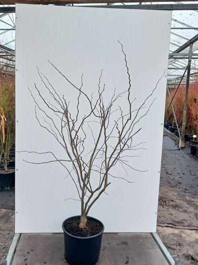 Judasbaum ’Ace of Spades’ / Cercis ‘Ace of Spades‘