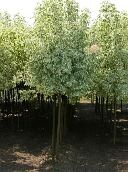 Silbereschen-Ahorn Hochstamm (Acer negundo 'Variegatum') mit hellgrün-weiß panaschiertem Laub und kugeliger Krone.