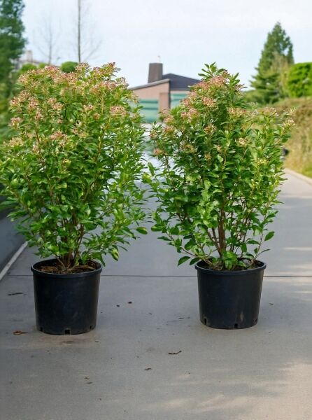 Viburnum tinus 'Eve Price' – Mittelmeer-Schneeball 60–80 cm C10, immergrüner Strauch im Topf mit hellen Blütenständen