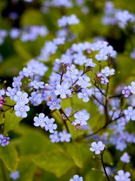 Brunnera macrophylla / Großblättriges Kaukasus-Vergissmeinnicht