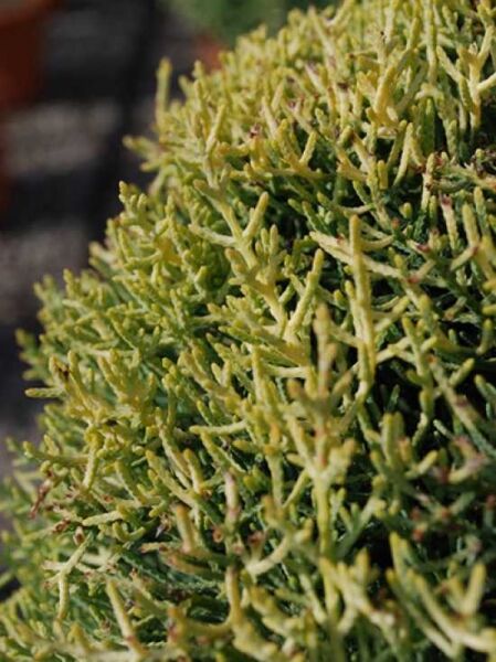 Cupressus arizonica 'Fastigiata Aurea' / Goldgelbe Säulen-Arizona-Zypresse