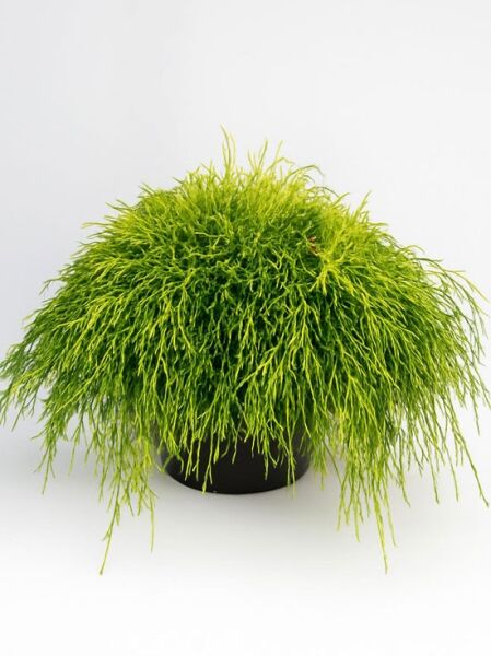 Gelbe Fadenzypresse 'Sungold' (Chamaecyparis pisifera 'Sungold') 50-60 cm breit im C20-Topf, gelbgrünes fadenförmiges Laub