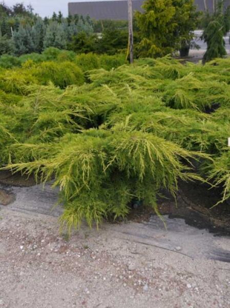 Juniperus pfitzeriana 'Pfitzeriana Aurea' / Gelber Pfitzer-Wacholder, breit wachsender Strauch im Container C35, 70–80 cm breit