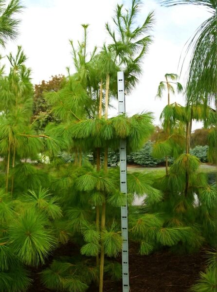 Pinus schwerinii (Schwerin-Kiefer) 250-300 cm m. Db., Solitär, aufrechter Wuchs mit langen, grünen Nadeln in Büscheln