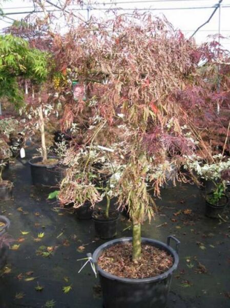 Fächer-Ahorn Acer palmatum 'Inaba shidare', 80 cm Stamm, C50 Topf, hängender Wuchs mit rotbraunem Laub.