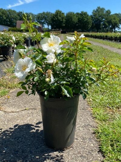 Rosa 'Schneeflocke ®' / Bodendeckerrose 'Schneeflocke' A-Qualität C3 im Topf mit weißen, offenen Blüten und grünen Blättern