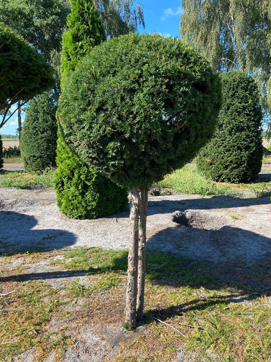 lebensbaum thuja smaragd 180-200 cm Lebensbaum Thuja occidentalis Smaragd 160-180 cm Höhe Ballenware main image 1