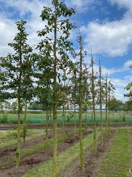 Prunus serrulata 'Kiku-Shidare' (Hängende Nelken-Kirsche), Hänge-Zierkirsche Hochstamm 18-20 StU m. Db. im Feld stehend