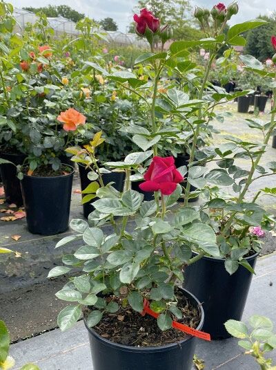 Edelrose Rosa 'Marietta'® im Topf C5 mit dunkelroten Blüten und grünem Laub
