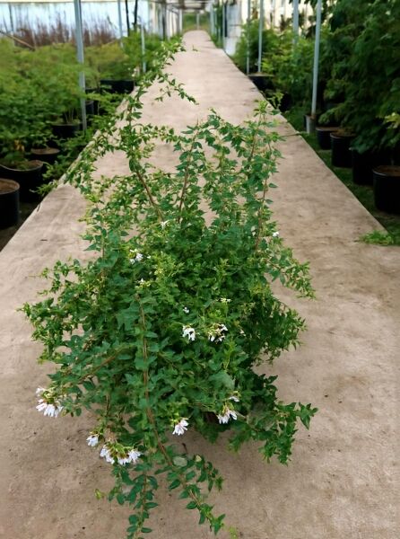 Abelia grandiflora Großblumige Abelie 80-100 cm mit grünen Blättern und weißen Blüten in C20-Topf im Gewächshaus.