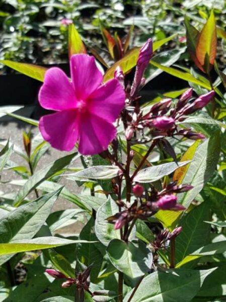 Hohe Beet-Flammenblume 'Sweet Summer Wine' / Phlox paniculata 'Sweet Summer Wine' (R)