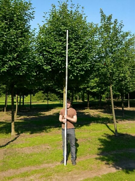 Sorbus intermedia 'Brouwers' (Schwedische Mehlbeere 'Brouwers') Hochstamm 30-35 StU, Baum mit kugeliger Krone und grünem Laub