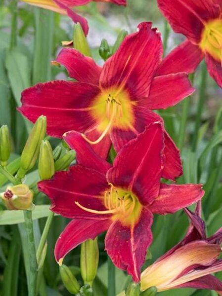 Taglilie (Hemerocallis cultorum) 'Galena Holiday' mit roten Blüten und gelbgrünem Schlund, umgeben von grünen Knospen und Blättern.